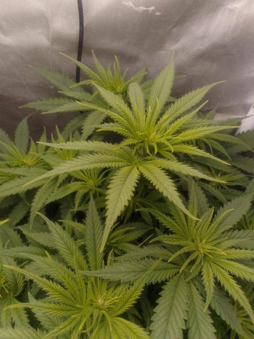 (Bmxtd)x(lxmf1). Week 5