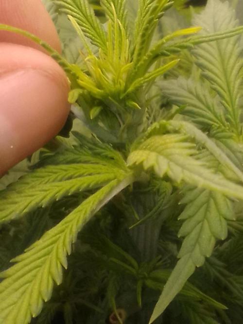 (Bmxtd)x(lxmf1). Week 5