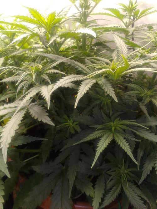 (Bmxtd)x(lxmf1). Week 5