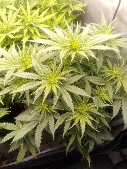 (Bmxtd)x(lxmf1). Week 5