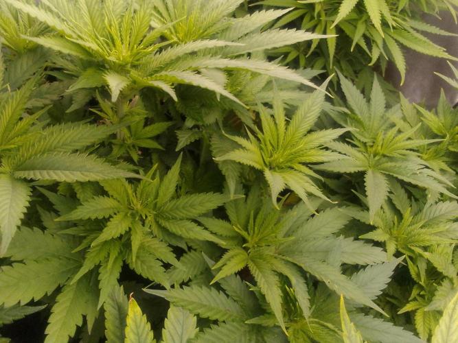 (bmxtd)x dd. Week 5 - 1