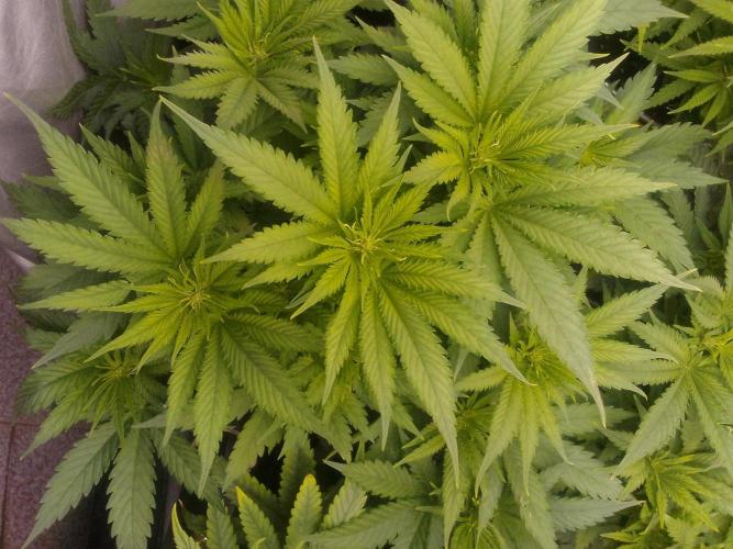 (bmxtd)x dd. Week 5 - 1