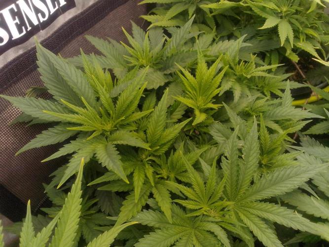 (bmxtd)x dd. Week 5 - 2