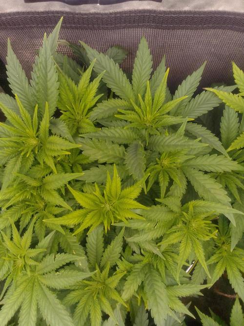 (bmxtd)x dd. Week 5 - 2