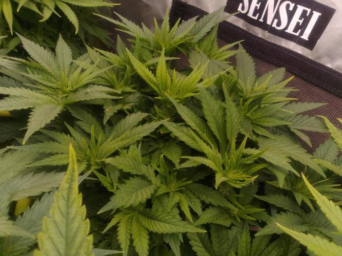 (bmxtd)x dd. Week 5 - 2