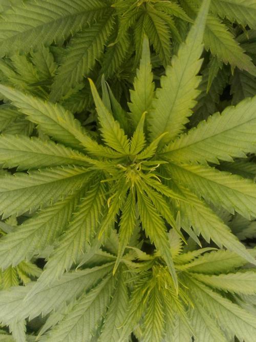 (bmxtd)x dd. Week 5 - 1