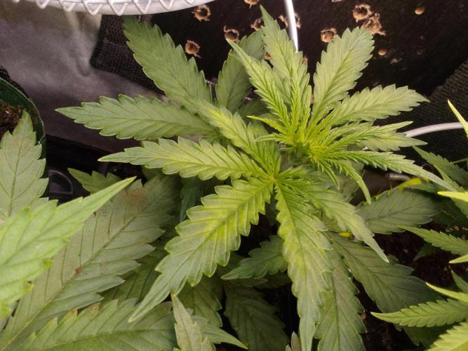 Domina tangy x Tropicana cookies. Week 3