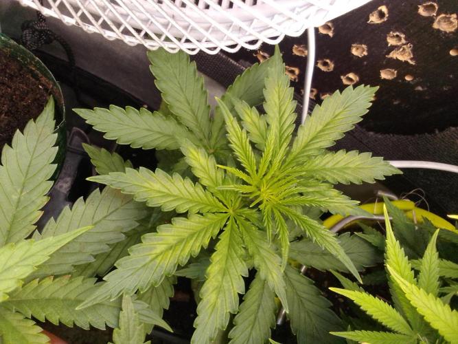 Domina tangy x Tropicana cookies. Week 3