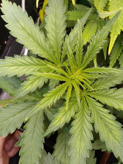 Domina tangy x Tropicana cookies. Week 3