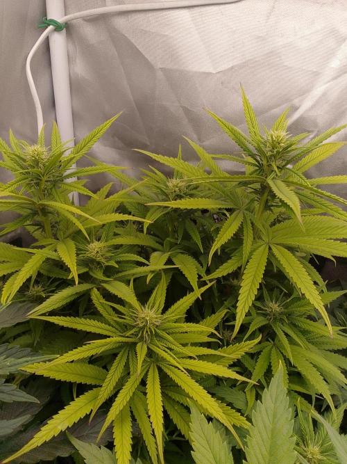 Black muffin x tangy domina S1. Week 9