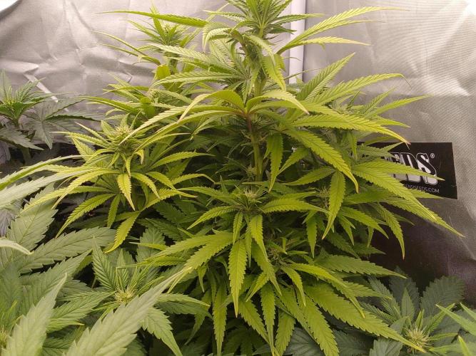 Black muffin x tangy domina S1. Week 9