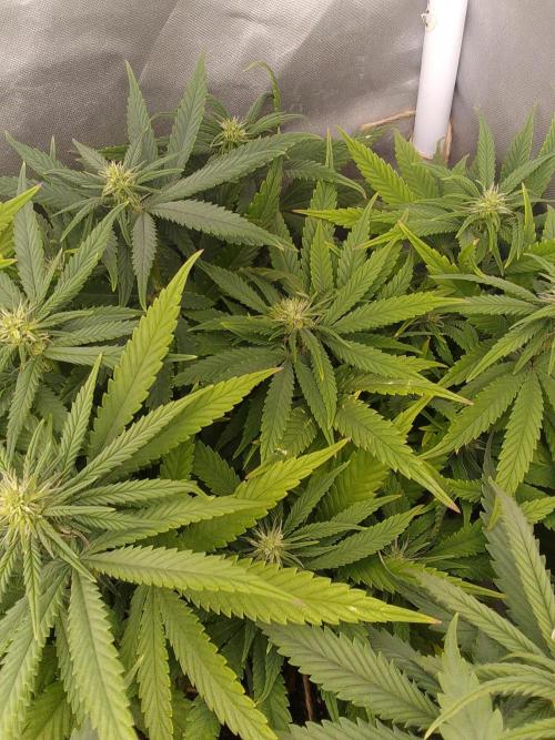 Black muffin x tangy domina S1. Week 9