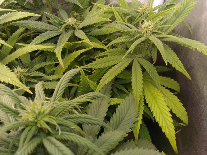 Black muffin x tangy domina S1. Week 9