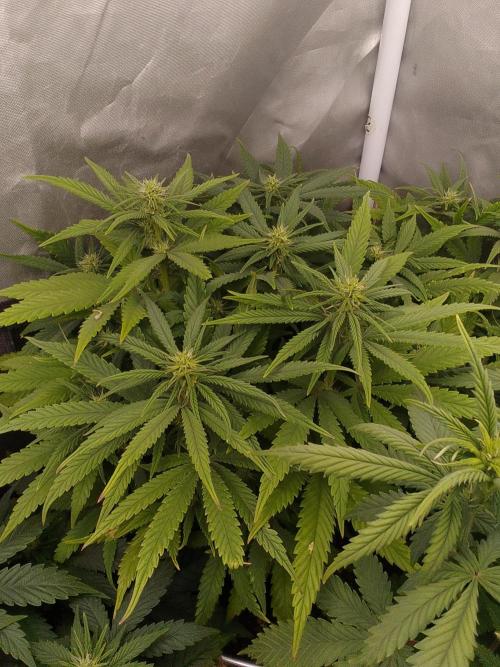 Black muffin x tangy domina S1. Week 9