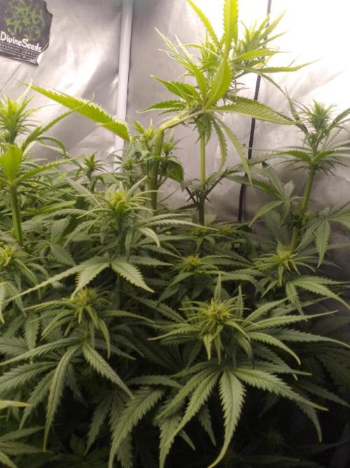 (Bmxtd)x(lxmf1). Week 6
