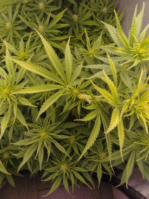 (Bmxtd)x(lxmf1). Week 6