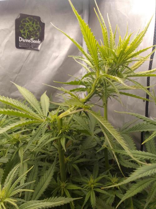 (Bmxtd)x(lxmf1). Week 6 - Crop