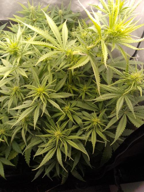 (Bmxtd)x(lxmf1). Week 6