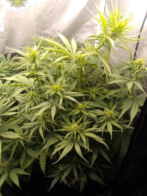 (Bmxtd)x(lxmf1). Week 6