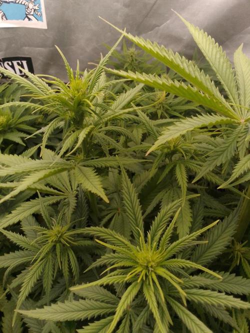 (Bmxtd)x(lxmf1). Week 6