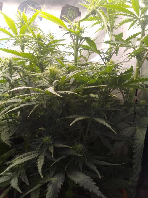 (Bmxtd)x(lxmf1). Week 6