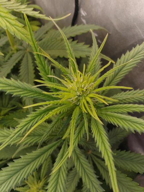 (Bmxtd)x(lxmf1). Week 6