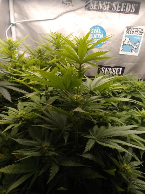 (bmxtd)x dd. Week 6