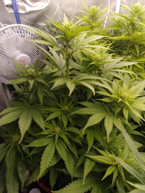 (bmxtd)x dd. Week 6