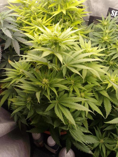 Franco 123 - (Black muffin x tangy domina) x don diablo door Franco123