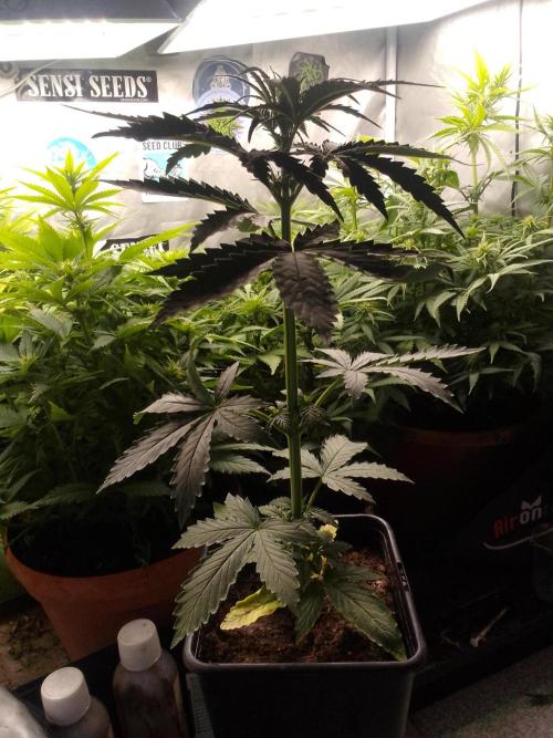 Domina tangy x Tropicana cookies. Week 4