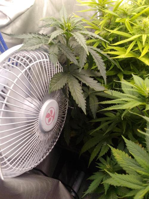 Domina tangy x Tropicana cookies. Week 4