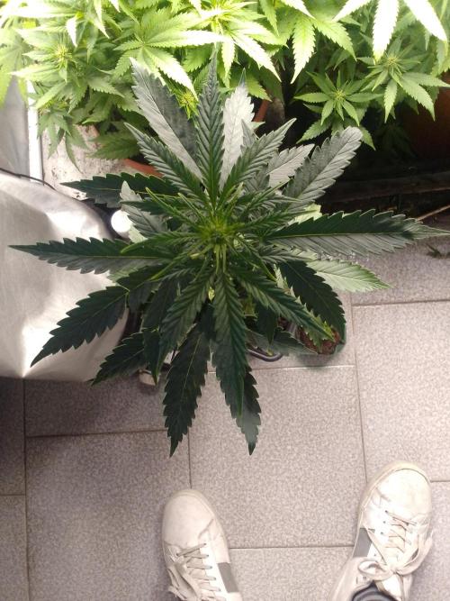 Domina tangy x Tropicana cookies. Week 4