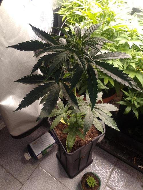 Domina tangy x Tropicana cookies. Week 4