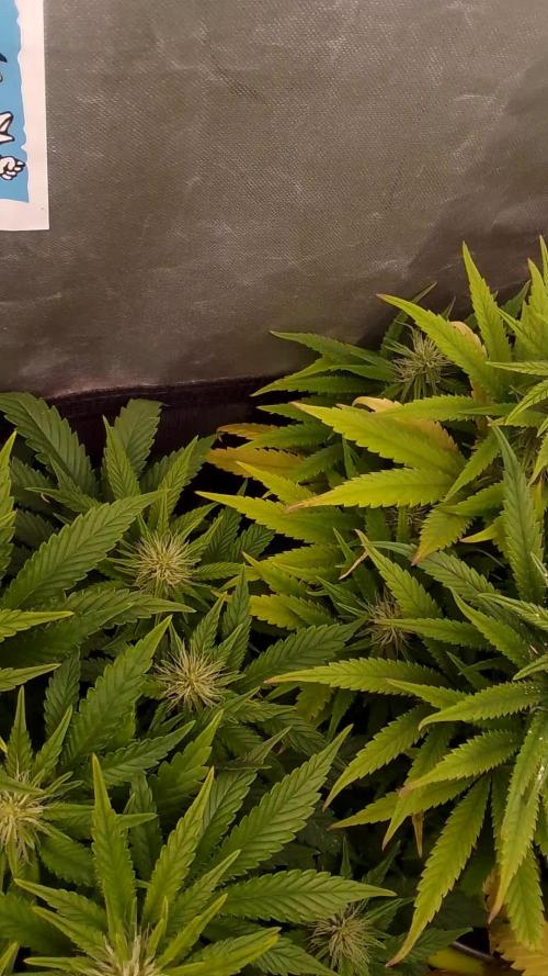 Black muffin x tangy domina S1