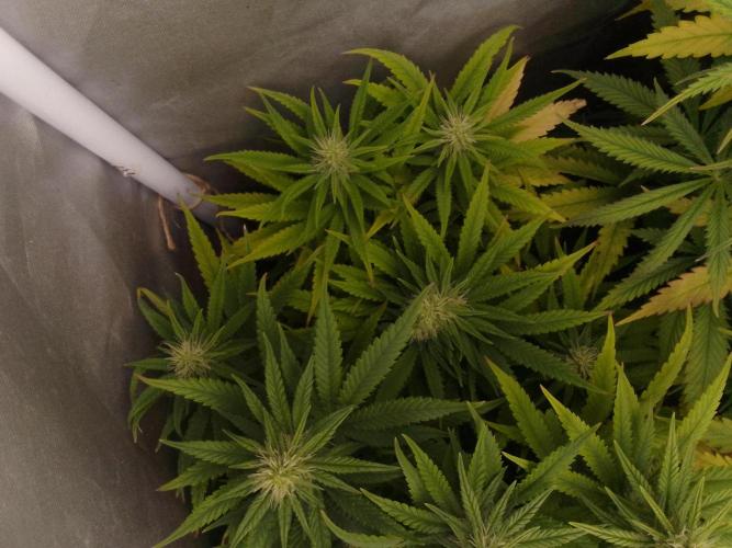 Black muffin x tangy domina S1. Week 10