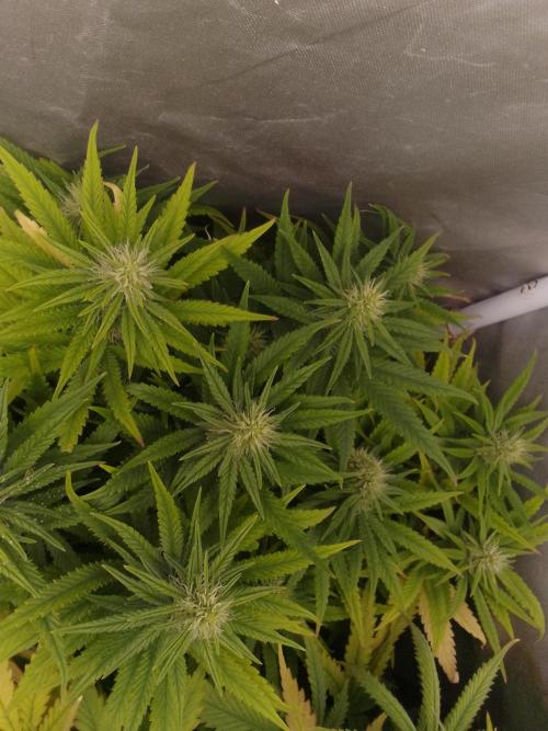 Black muffin x tangy domina S1. Week 10