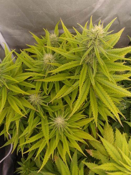 Black muffin x tangy domina S1. Week 10