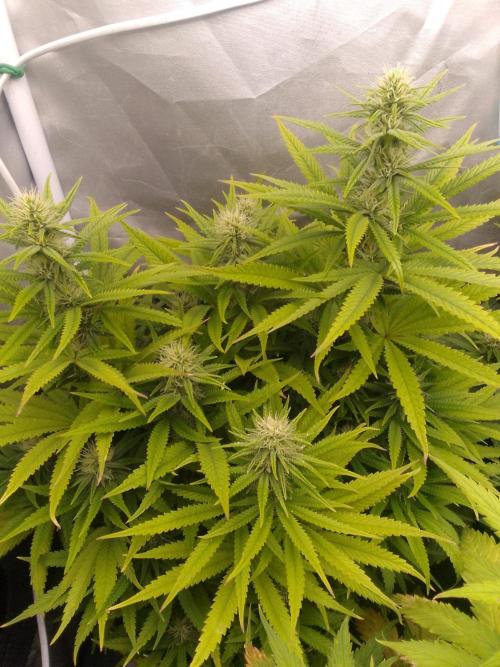 Black muffin x tangy domina S1. Week 10