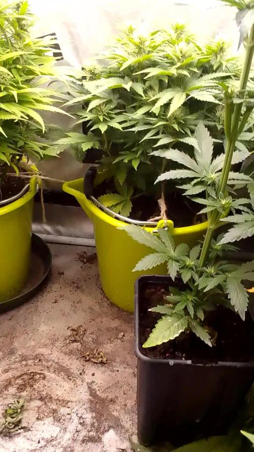 Black muffin x tangy domina S1