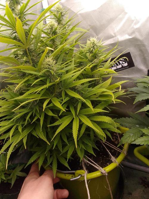 Black muffin x tangy domina S1. Week 10