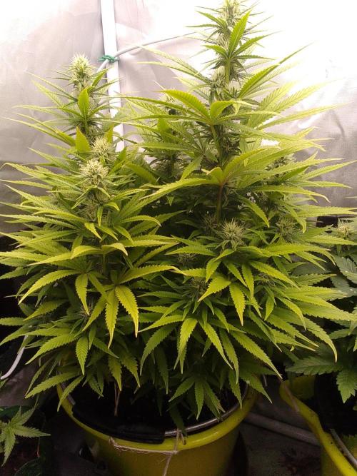 Black muffin x tangy domina S1. Week 10