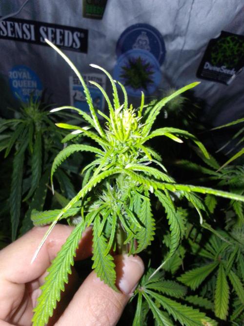 (Bmxtd)x(lxmf1). Week 7