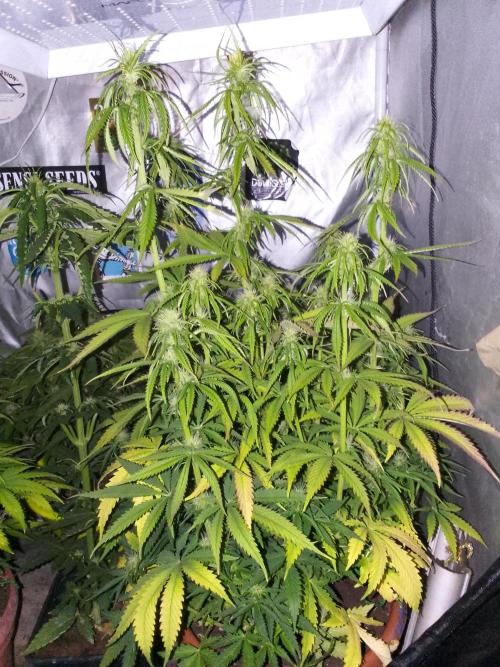 (Bmxtd)x(lxmf1). Week 7