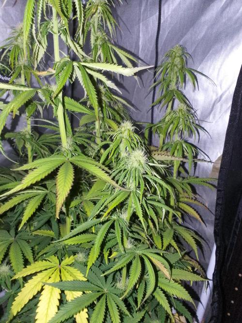 (Bmxtd)x(lxmf1). Week 7