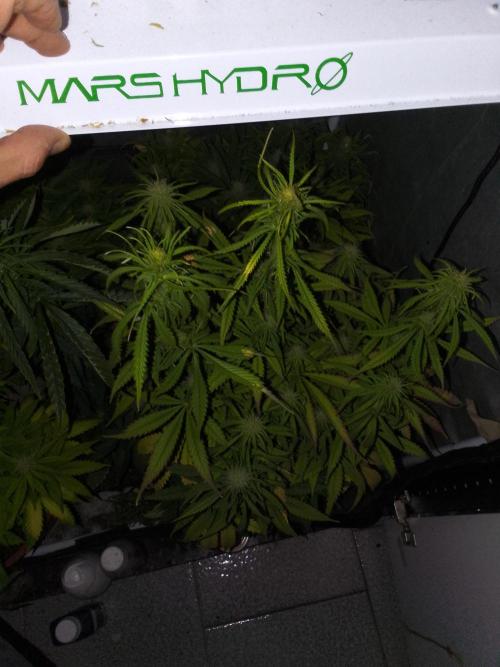 (Bmxtd)x(lxmf1). Week 7