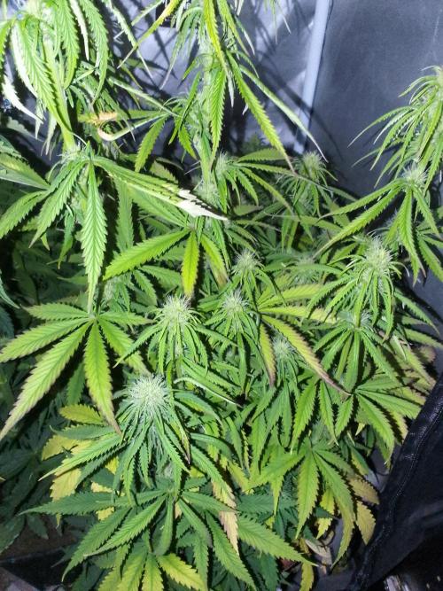 (Bmxtd)x(lxmf1). Week 7