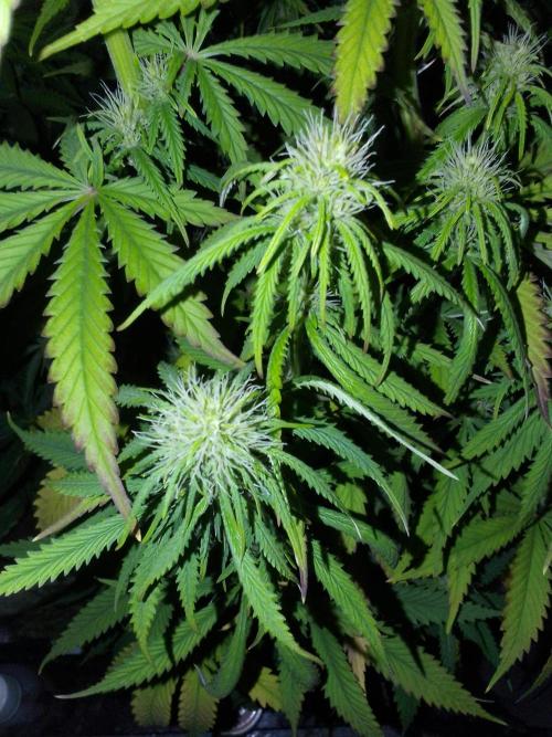 (Bmxtd)x(lxmf1). Week 7