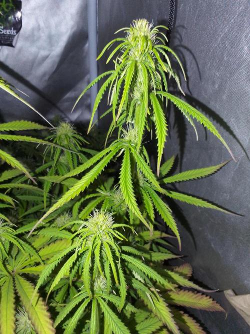 (Bmxtd)x(lxmf1). Week 7