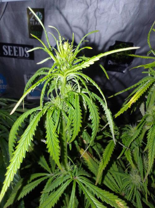 (Bmxtd)x(lxmf1). Week 7
