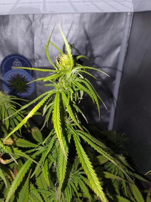 (Bmxtd)x(lxmf1). Week 7